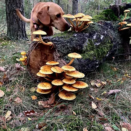 Zielony Domek Lusowko Lusowko